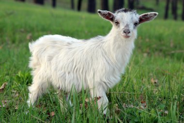 Funny little goat, standing on a green grass clipart