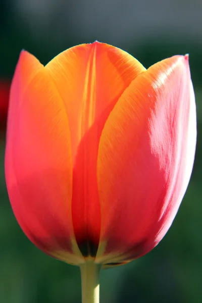 Das Sonnenlicht scheint durch die Tulpenblume — Stockfoto