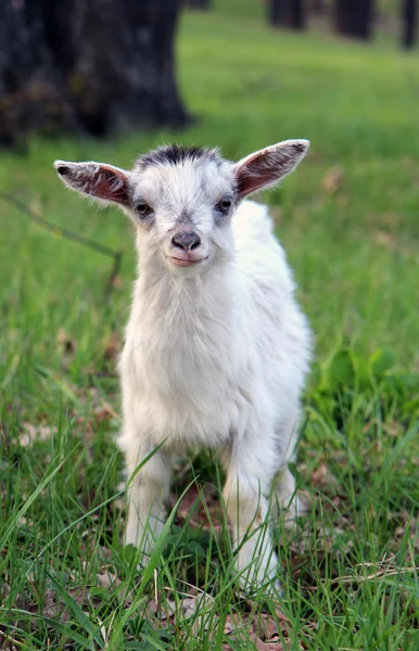 Yeşil çimenlerin üzerinde duran komik meraklı goatling — Stok fotoğraf