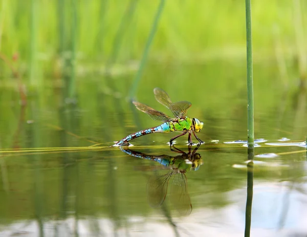 Libélula com reflexão na água — Fotografia de Stock