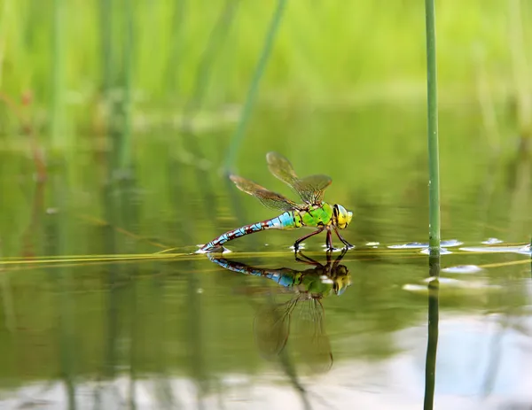 蜻蜓与水中倒影 图库图片