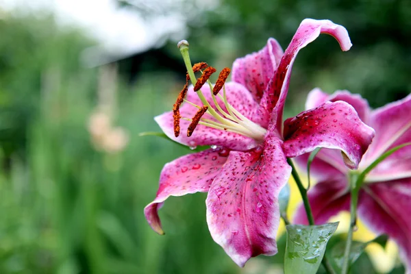 Su damlacıkları ile Lily çiçek