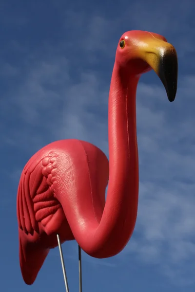 Flamenco rosa — Foto de Stock