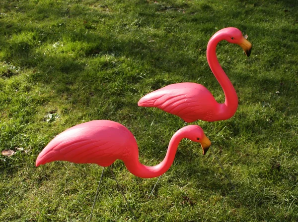 Пара Фламинго Стоковое Изображение