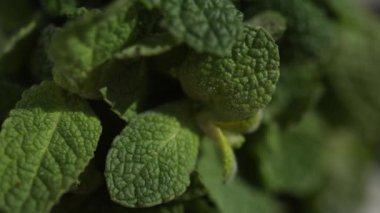 Nane yaprağının güneş ışığındaki makro videosu. Çevre yeşili