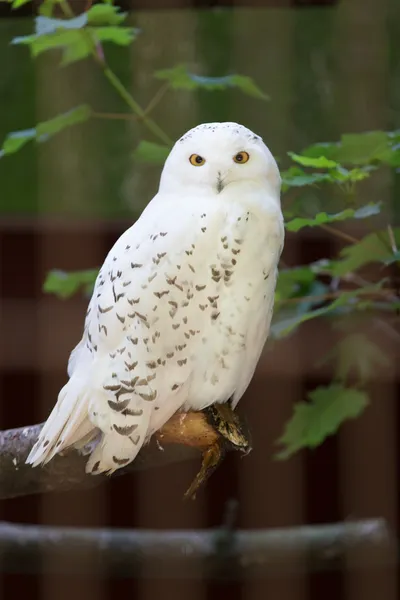 Sowa śnieżna (Harfang des neiges) siedzi cicho patrząc się na zdobycz — Zdjęcie stockowe