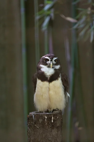 Ojo búho (chouette jalá lunette) sentado tranquilamente mirando hacia fuera para la presa — Foto de Stock