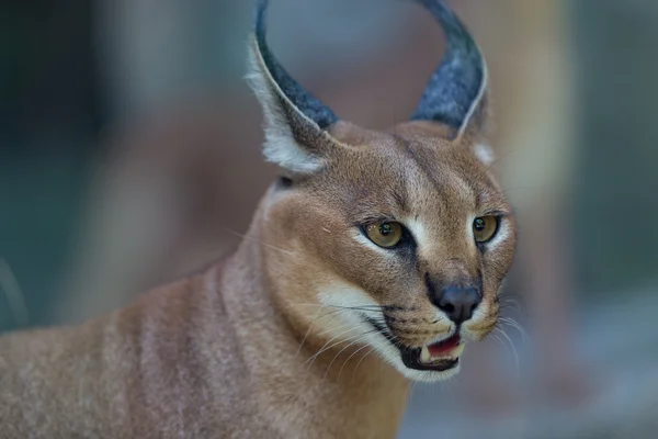 Caracal — Stock Photo, Image