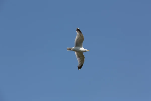 Seagull, Brittany, France — Stock Photo, Image