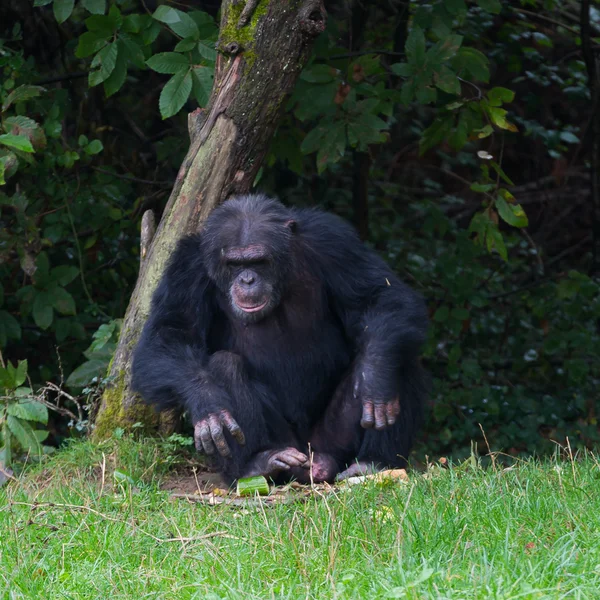 Chimpanzé — Fotografia de Stock