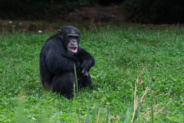 Chimpanzé — Fotografia de Stock