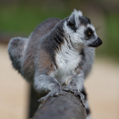 Lemur catta
