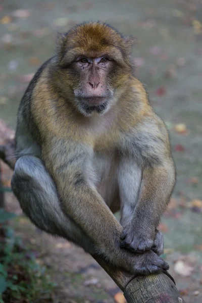 Macaco barbaro — Foto Stock