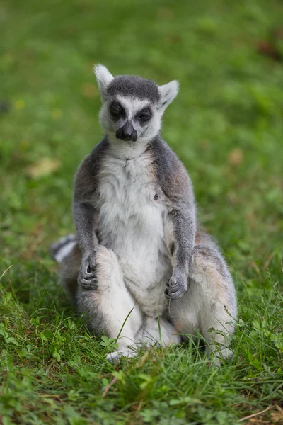 Lemur catta — Stok fotoğraf