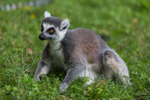 Lemur Catta — Stock Photo, Image