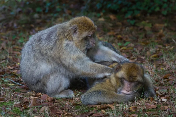Macaco barbaro — Foto Stock