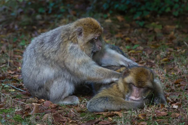 Berberaffe — Stockfoto