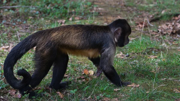 Capuchinho tufado de peito amarelo — Fotografia de Stock