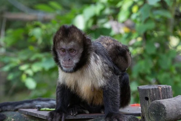 Capuchinho tufado de peito amarelo — Fotografia de Stock