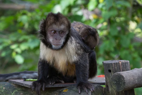 黄胸簇绒的猴 — 图库照片