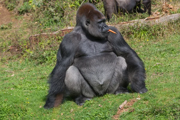 Gorilla — Stockfoto