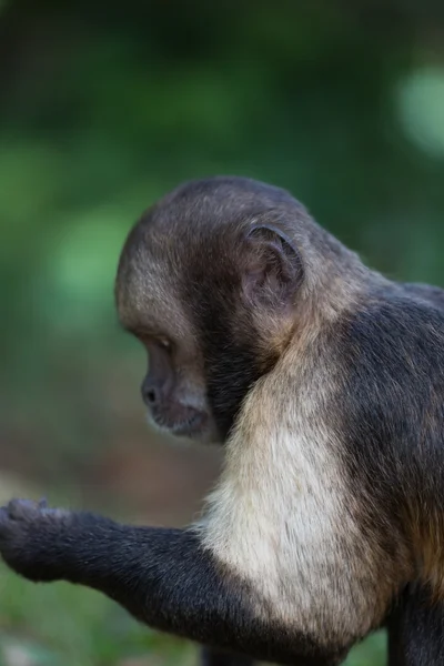 Capuchinho tufado de peito amarelo — Fotografia de Stock