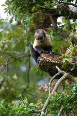 Püsküllü kuşaklı capuchin