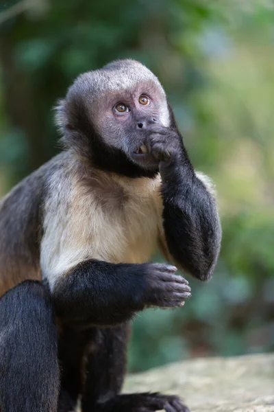 Capuchinho tufado de peito amarelo — Fotografia de Stock