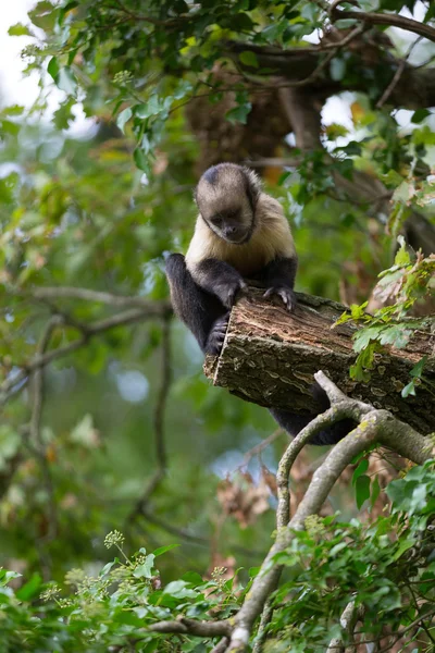 Gul-breasted tuftade capuchin — Stockfoto