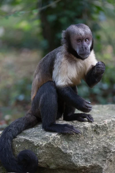 Capuchinho tufado de peito amarelo — Fotografia de Stock