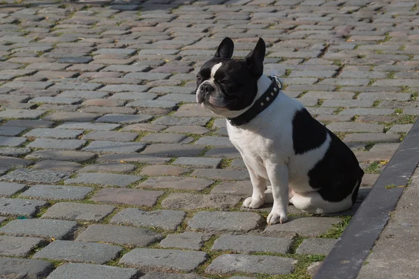 Bulldog francés en París —  Fotos de Stock