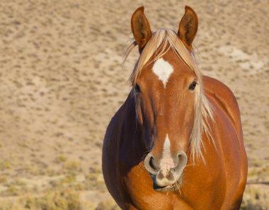 çılgın Mustang
