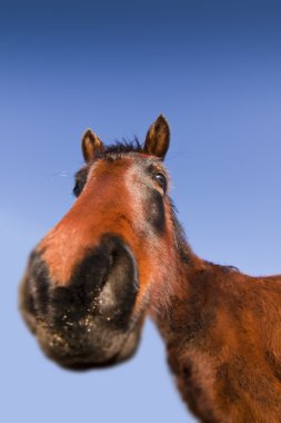çılgın Mustang