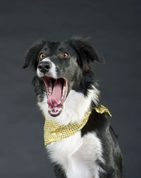 Funny Screaming Dog — Stock Photo, Image