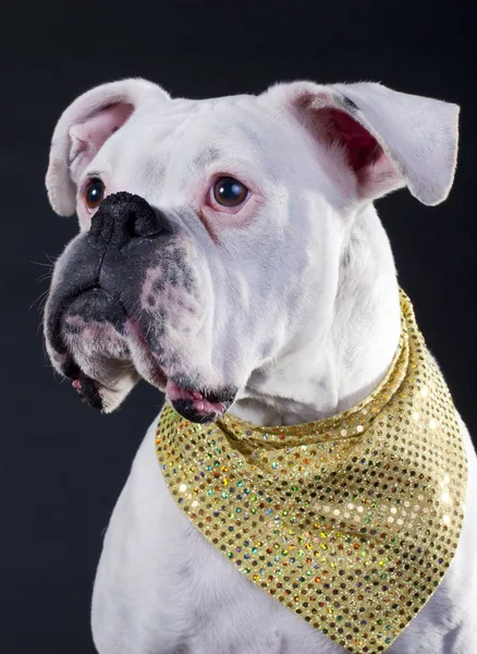 Boxer Hond met gouden sjaal — Stockfoto