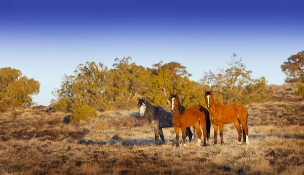 Mustangs selvagens — Fotografia de Stock