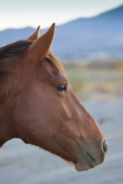 Mustangs sauvages — Photo