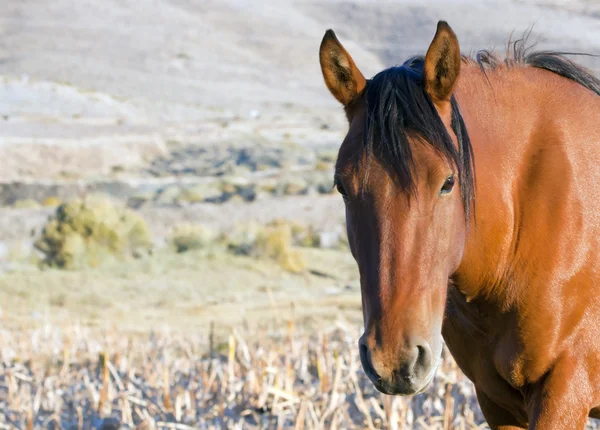 Wilde Mustangs — Stockfoto