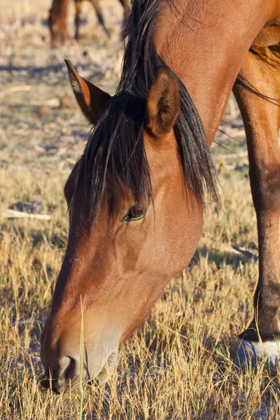 Wild Mustangs — Stock Photo, Image