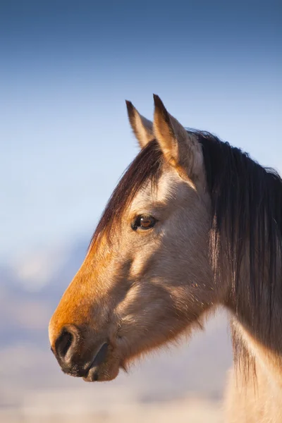 Wild Mustangs — Stock Photo, Image