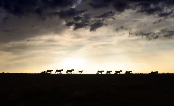 Mustangs selvagens — Fotografia de Stock