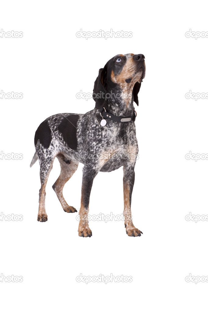 Blue Tick Hound Big Tick Big Hound Dogs Blue Tick Hound Mixed With