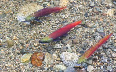 Three Salmon Spawning clipart