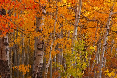 sonbahar kavak grove