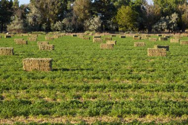 Alfalfa saman balya çiftlikte alanı