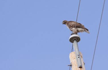 spread kanatlı uçuşta Şahin