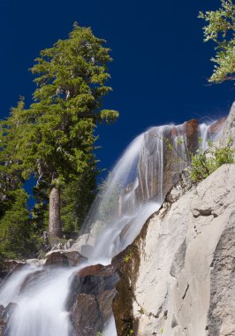 Amerika çamı falls