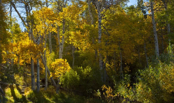 Φθινόπωρο aspen άλσος — Φωτογραφία Αρχείου