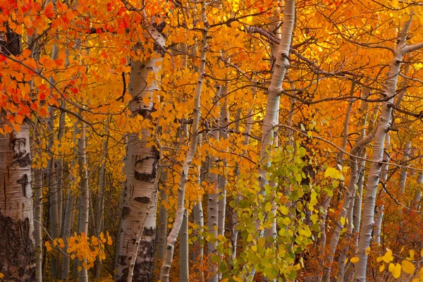 Outono Aspen Grove — Fotografia de Stock