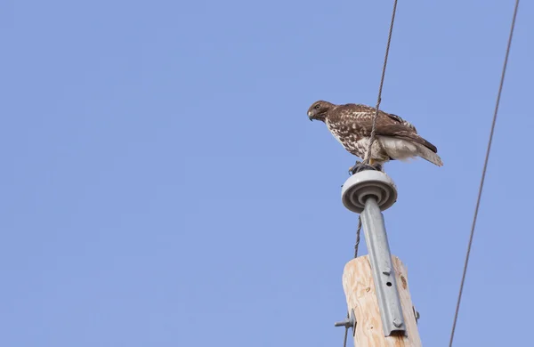 Hawk en vol avec les ailes écartées — Photo